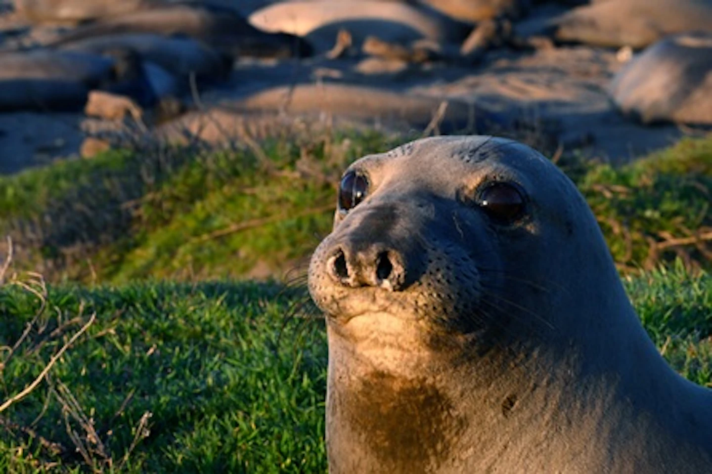 1 Hour Seal Cave Experience for Two Adults and Two Children TEST 4