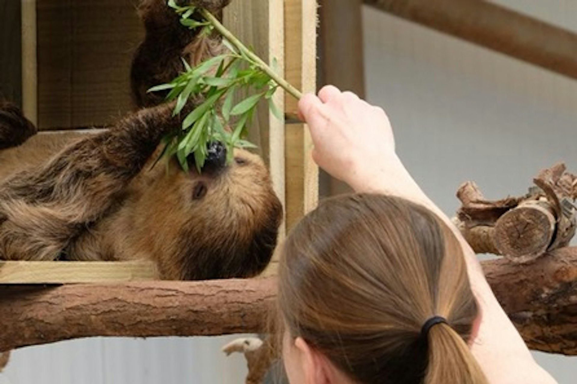 Sloth Experience with Day Admission to South Lakes Safari Zoo 1