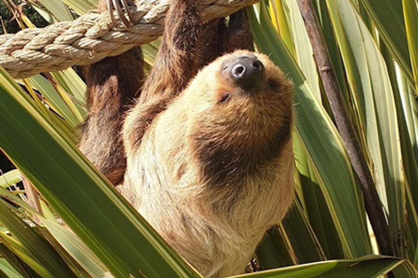 Sloth Encounter with Day Admission to South Lakes Safari Zoo