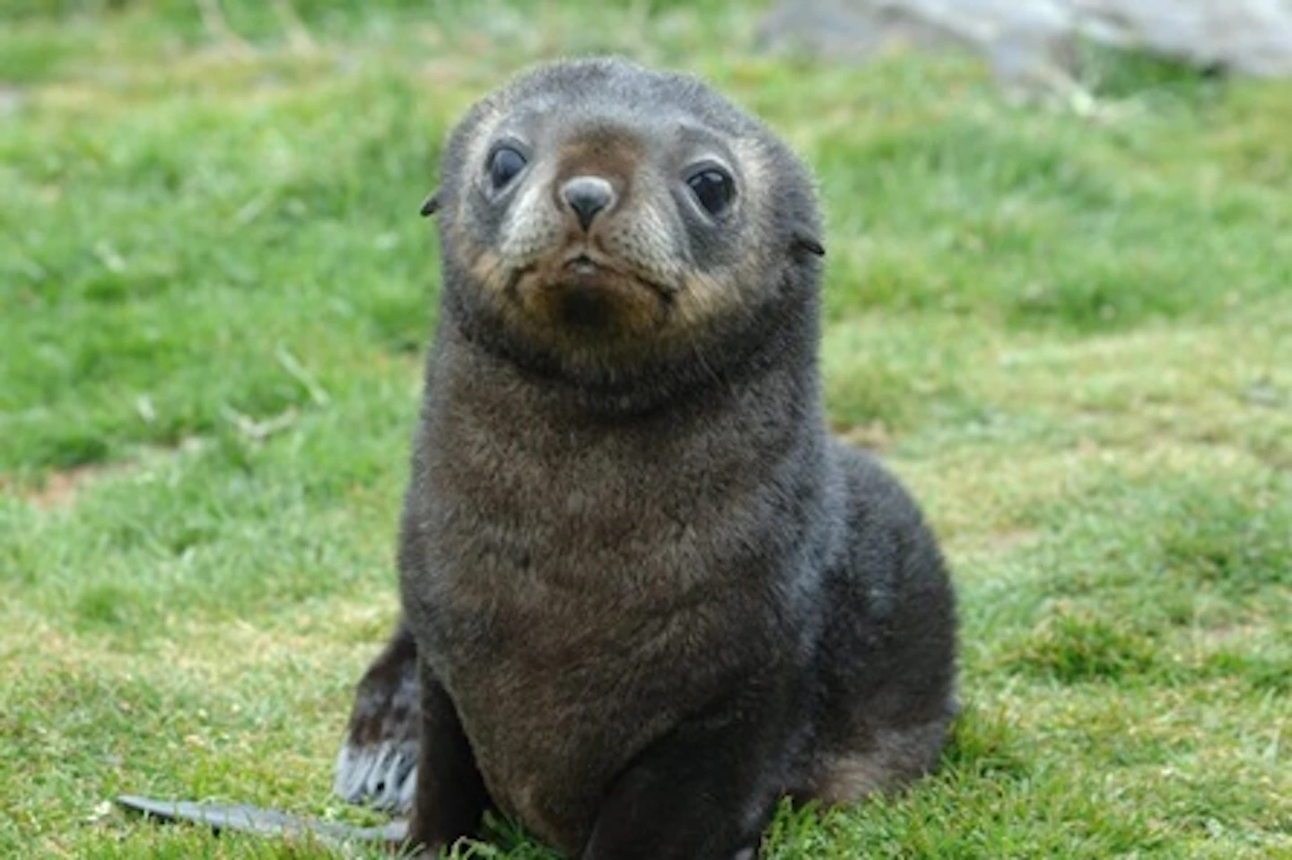 1 Hour Seal Cave Experience for Two Adults and Two Children TEST 2