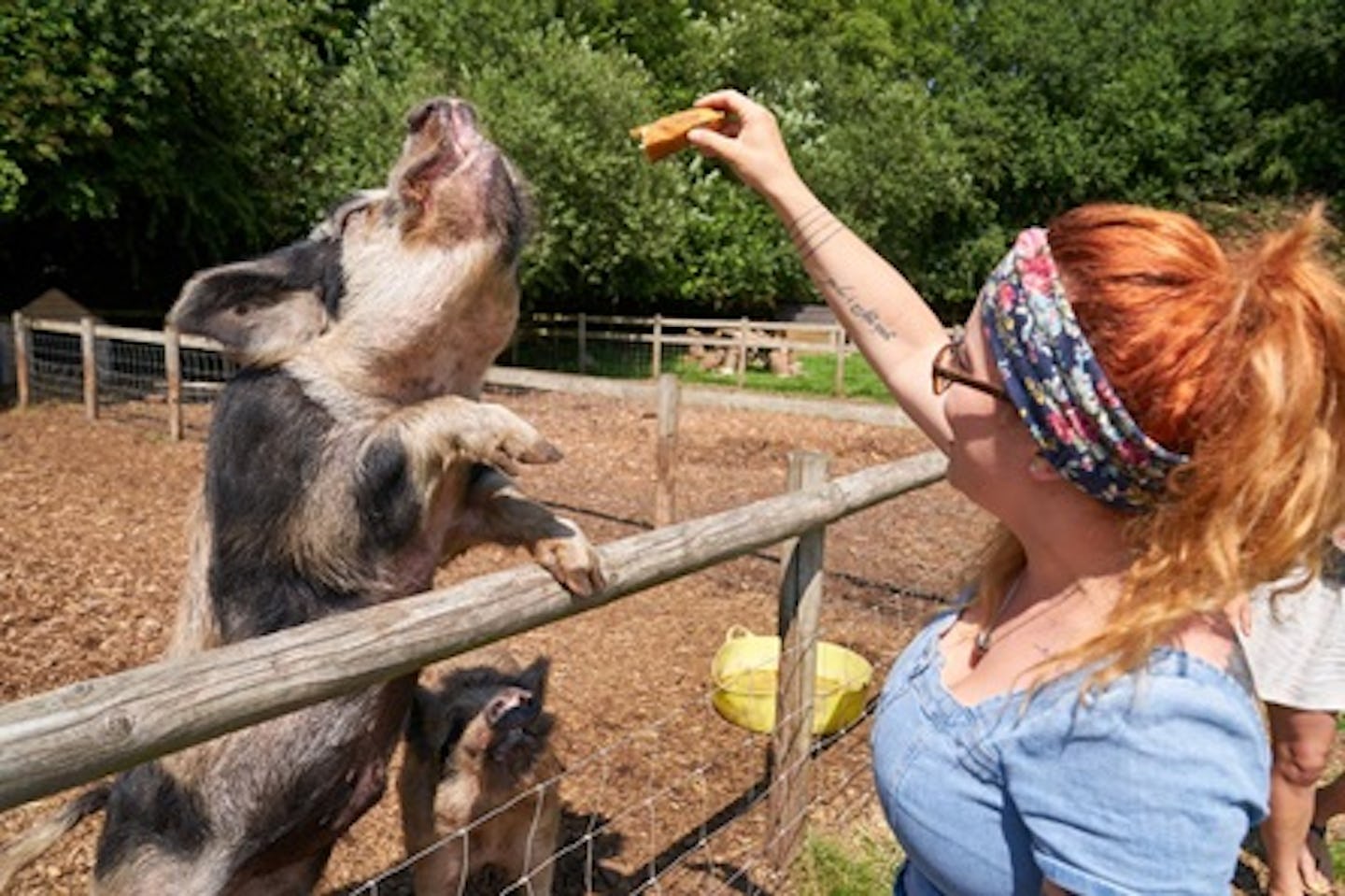 The Pig Enthusiast Experience at Kew Little Pigs