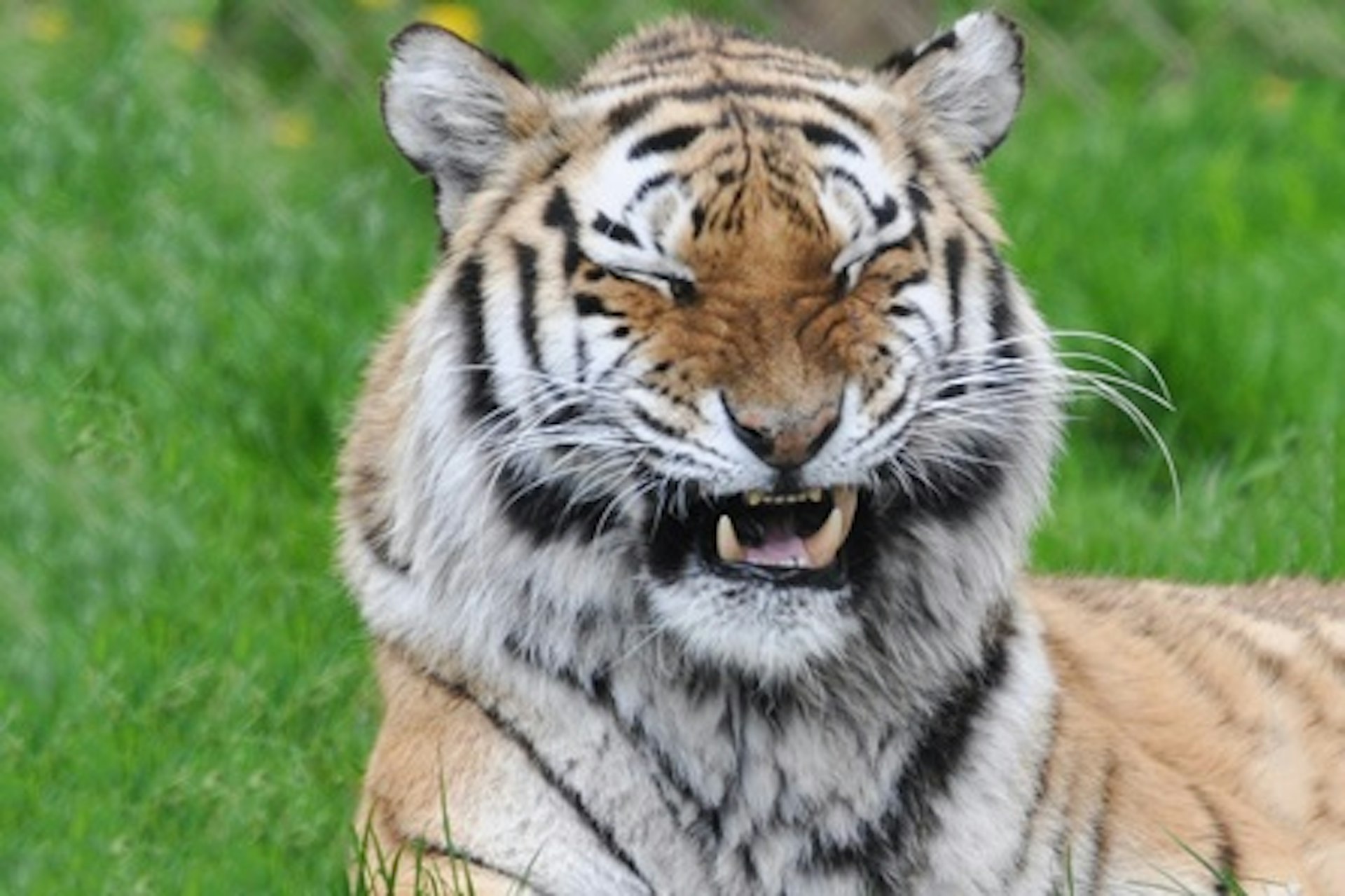Tiger Encounter for Two at Dartmoor Zoo 4