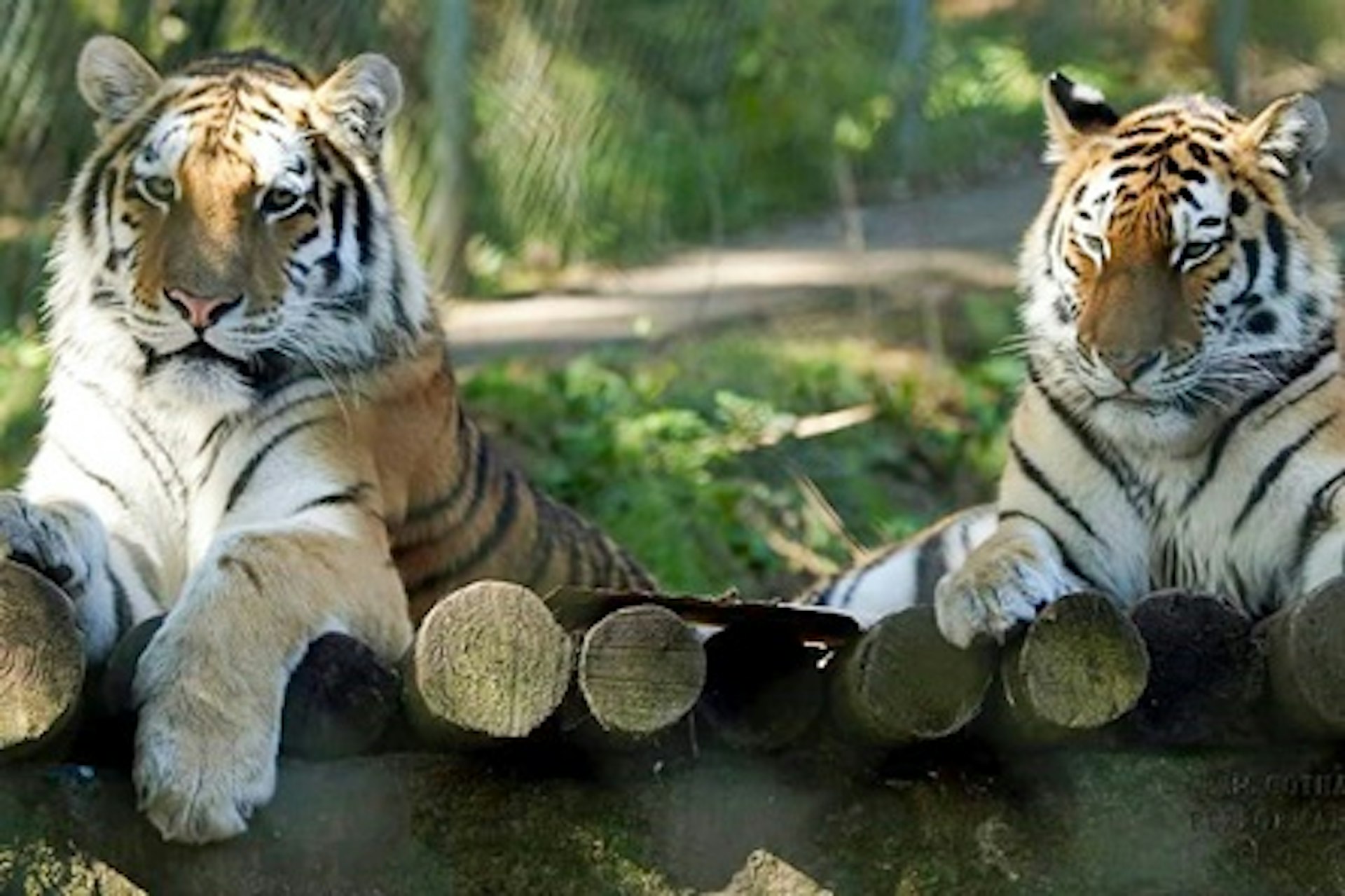 Tiger Encounter for Two at Dartmoor Zoo 2