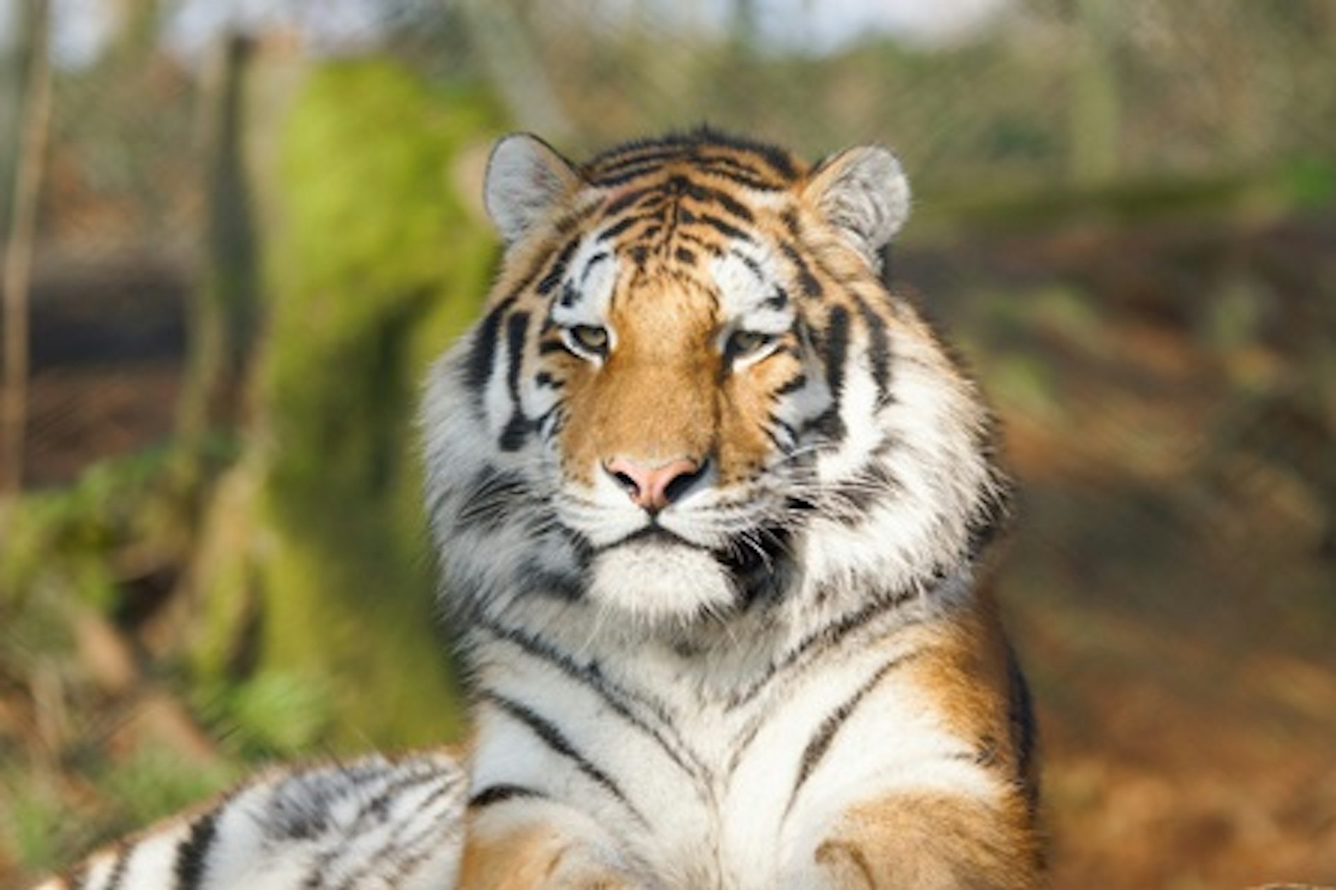 Tiger Encounter for Two at Dartmoor Zoo 1