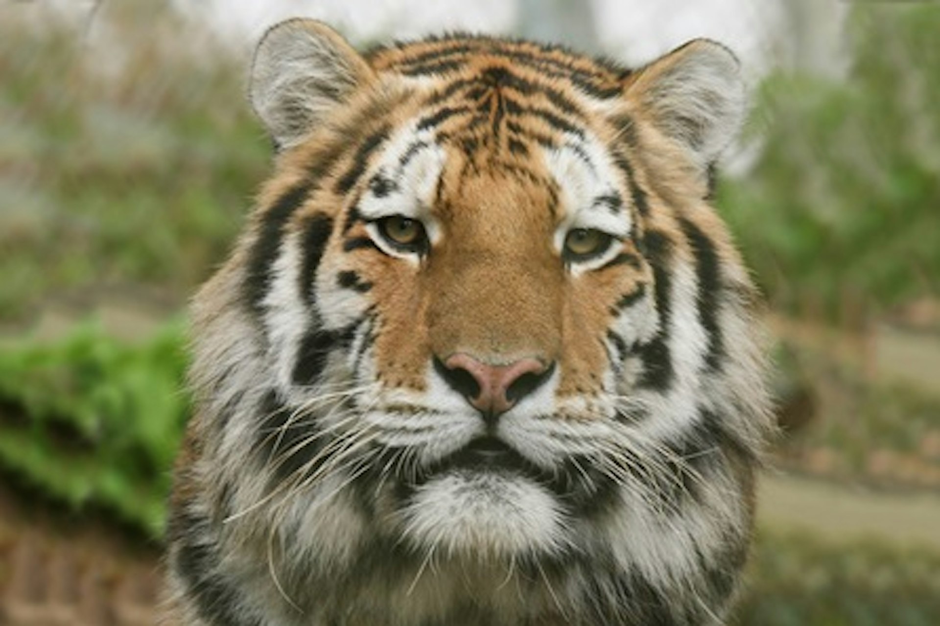 Tiger Encounter for Two at Dartmoor Zoo 3