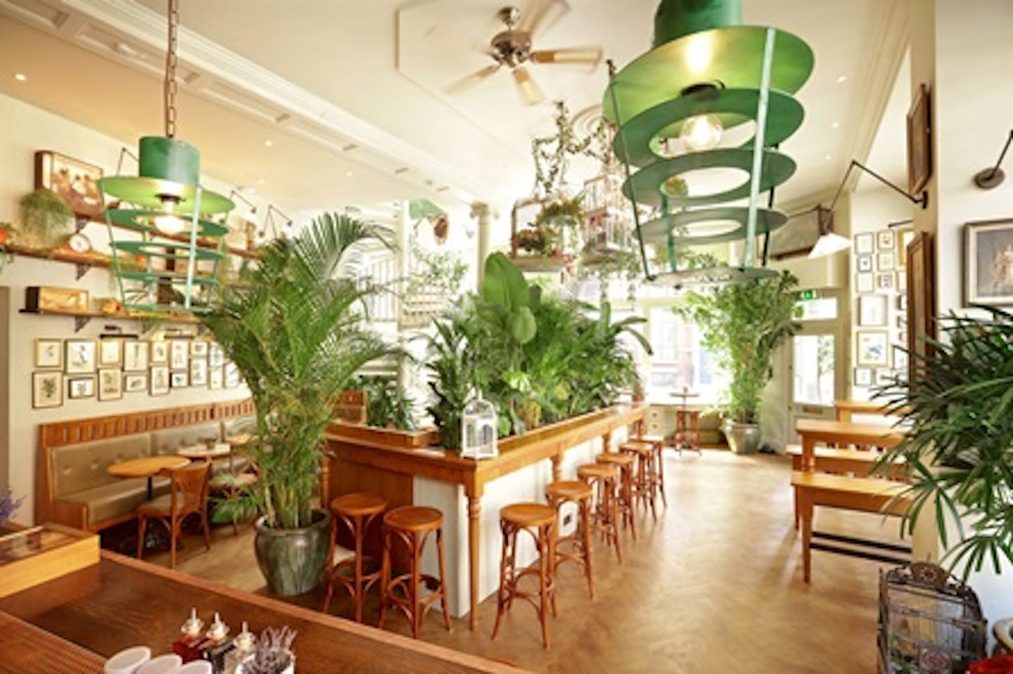 Tipsy Blooming Tea for Two at Mr Fogg's House of Botanicals