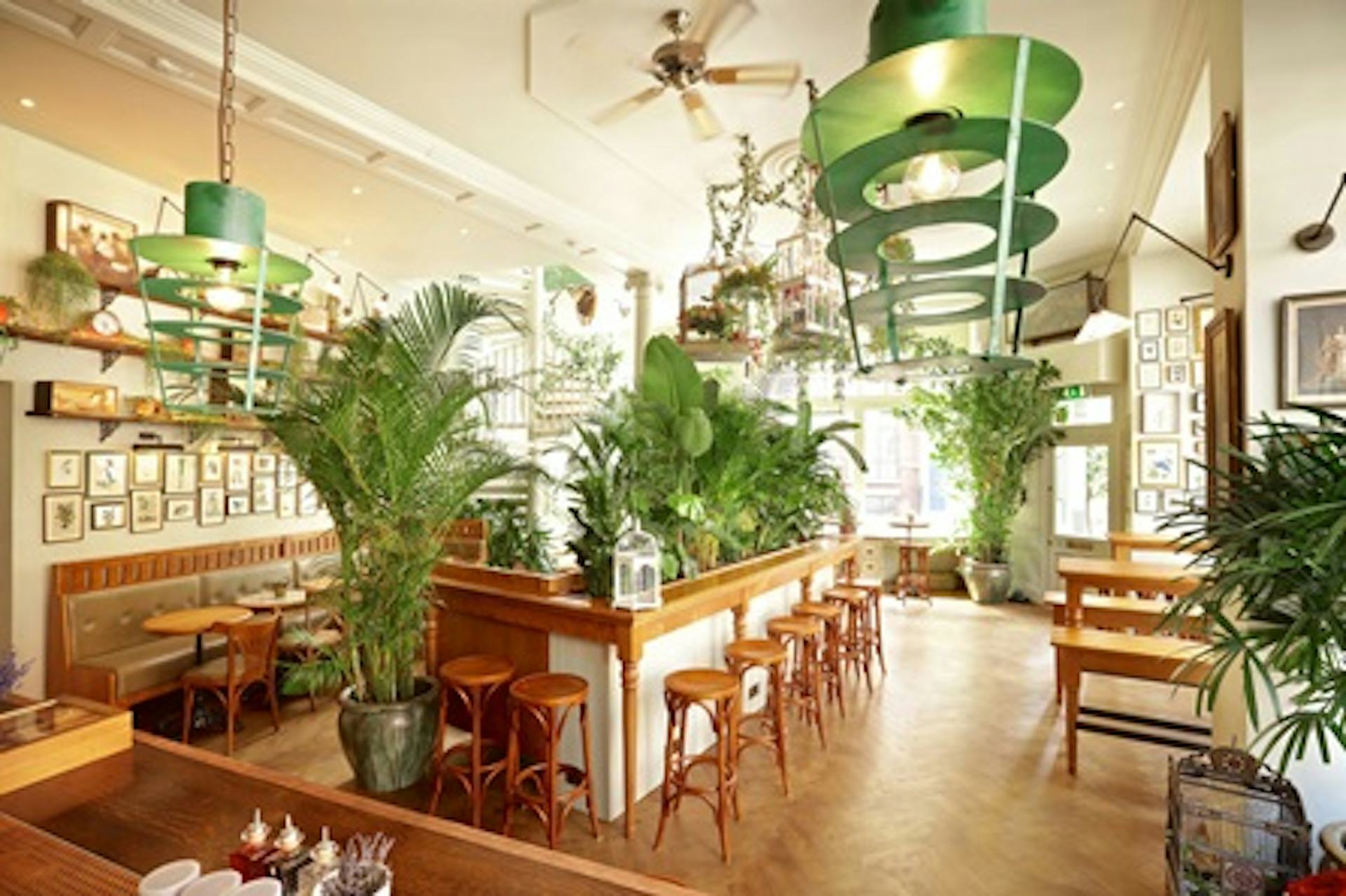 Tipsy Tea for Two at Mr Fogg's House of Botanicals