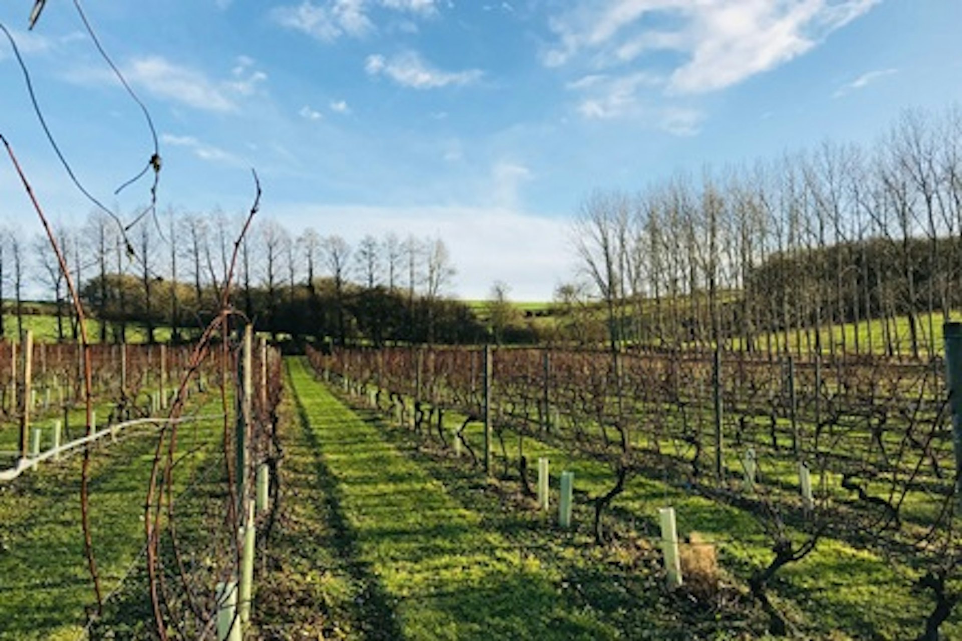 Tour and Tasting with Lunch for Two at Chilford Hall Vineyard 1
