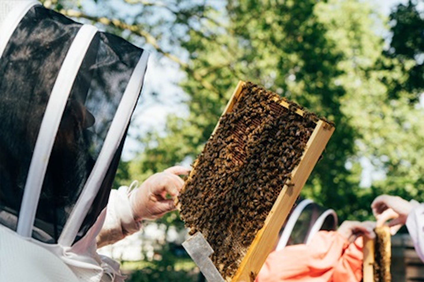 Urban Beekeeping and Honey Craft Beer Tasting for Two