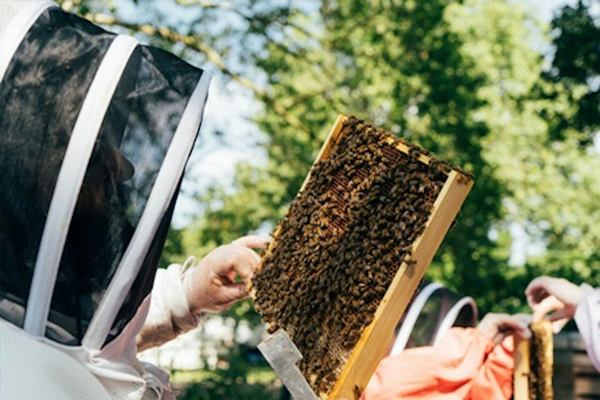 Urban Beekeeping and Honey Craft Beer Tasting for Two 3