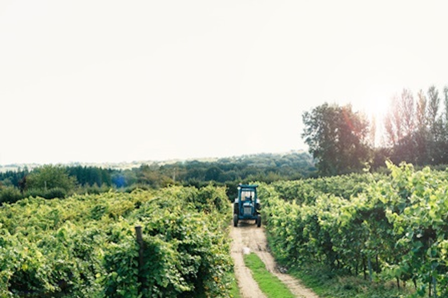 Vineyard Tour and Tasting with Unlimited Cream Tea for Two 1