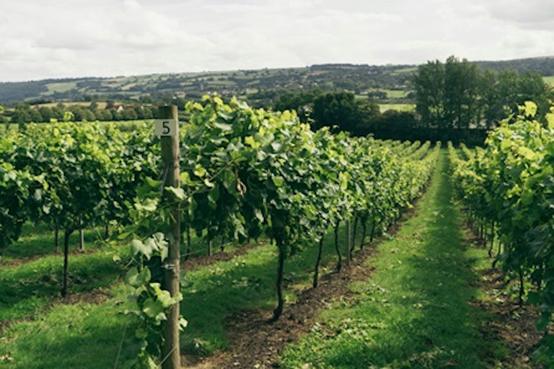 Vineyard Tour and Tasting for Two at Aldwick Estate 1
