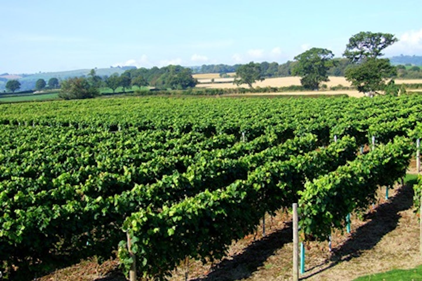 Vineyard Tour and Tasting with Sparkling Afternoon Tea for Two at Kerry Vale Vineyard