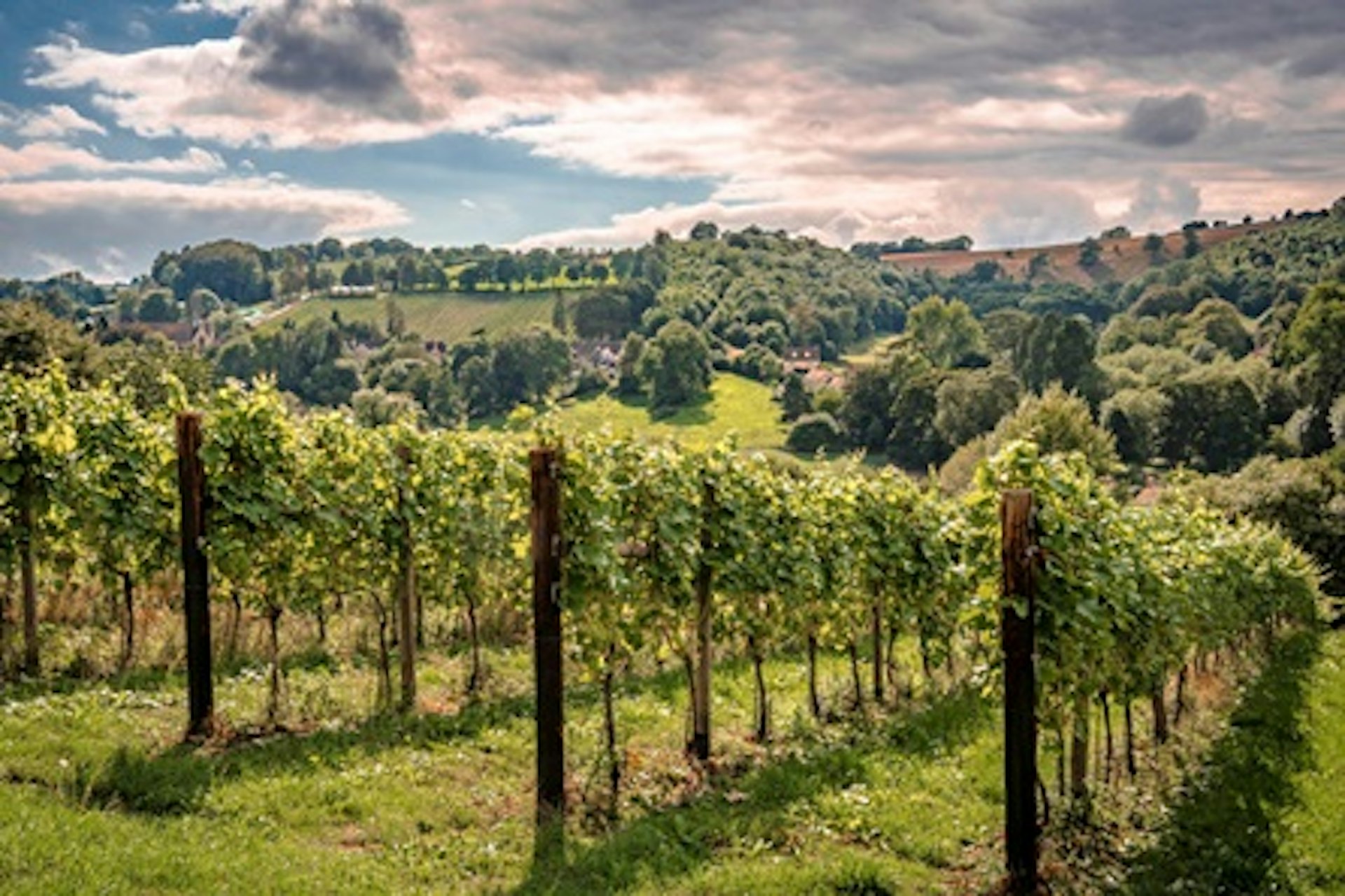 Vineyard Tour and Tasting for Two at Woodchester Valley 2