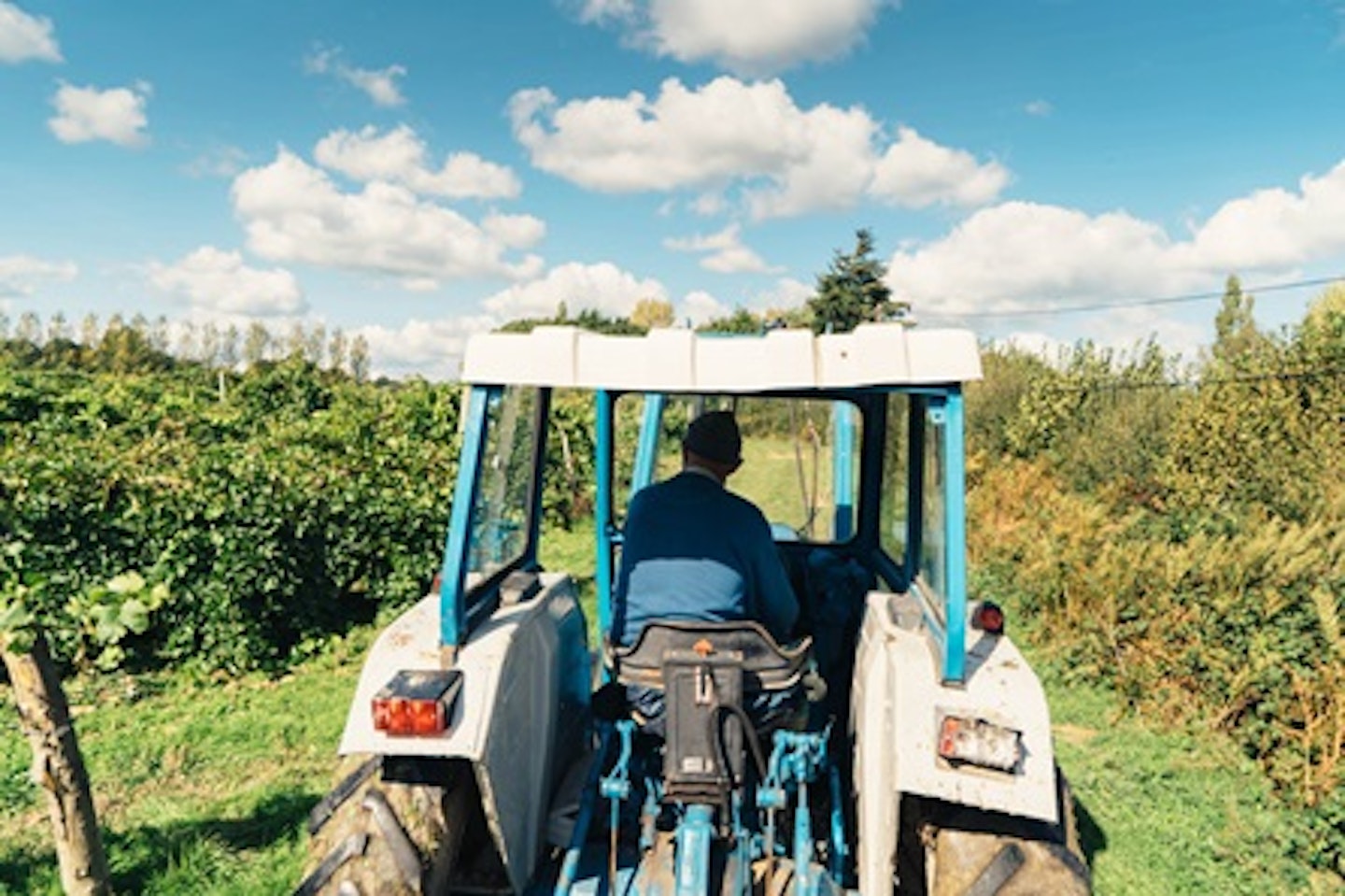 Vineyard Tour, Tasting and Lunch for Two 3