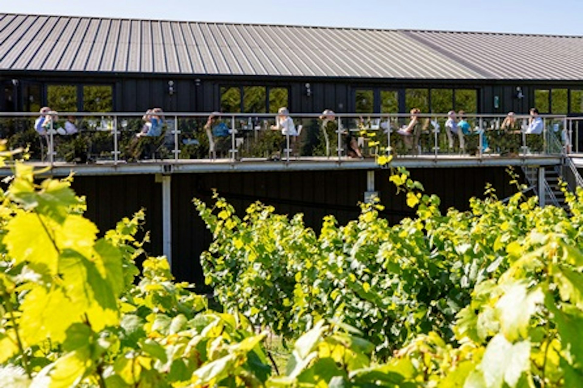 Vineyard Tour, Wine Tasting and Lunch for Two at Bolney Wine Estate 4