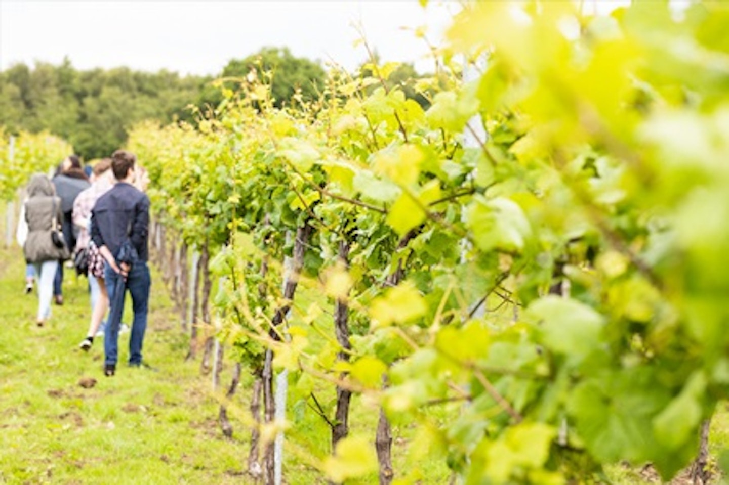 Vineyard Tour, Wine Tasting and Lunch for Two at Bolney Wine Estate 1