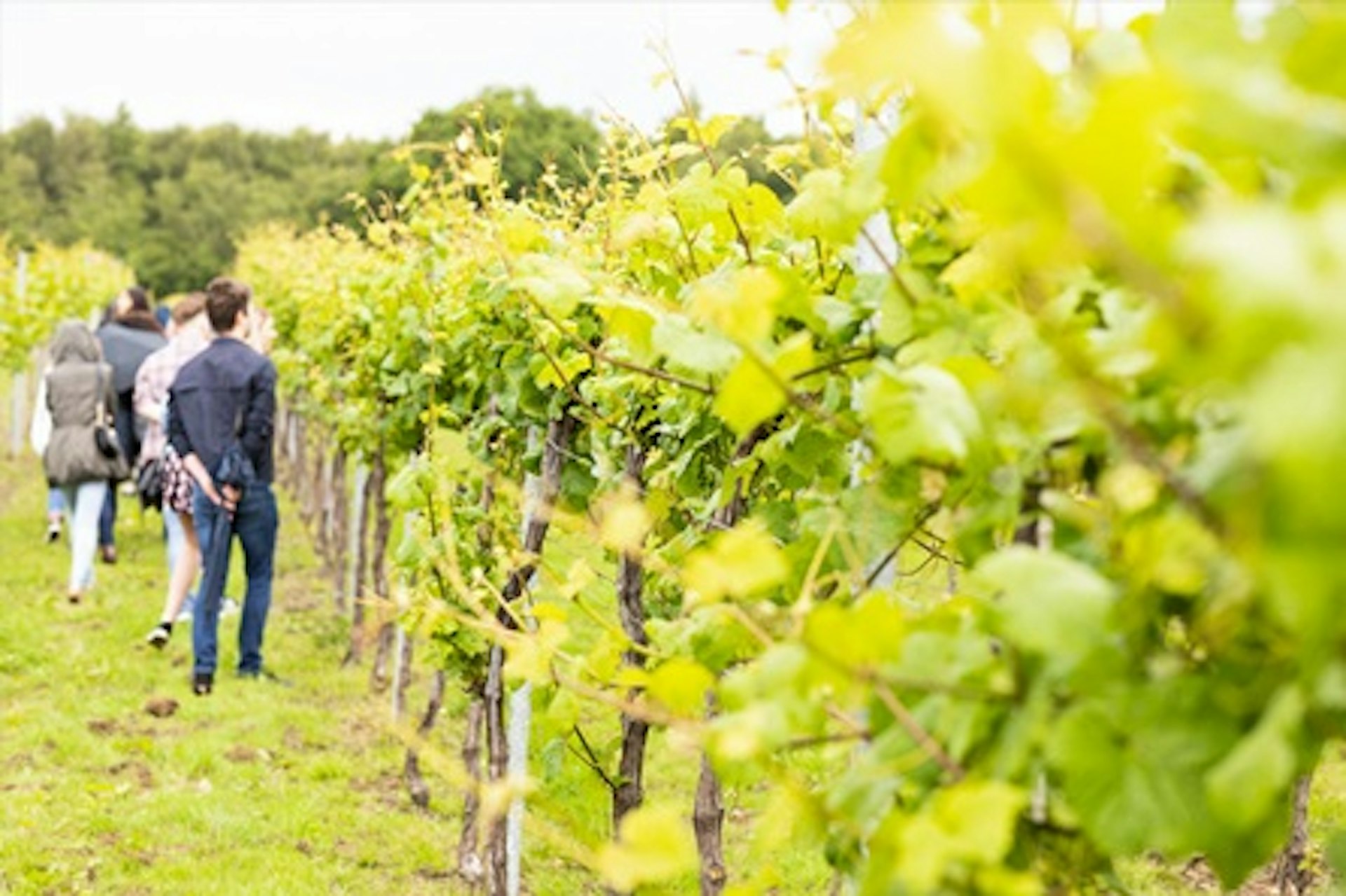 Vineyard Tour, Wine Tasting and Lunch for Two at Bolney Wine Estate 1