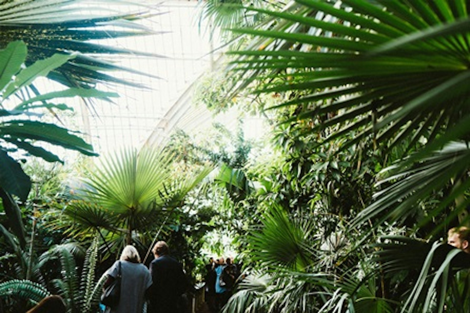 Visit to Kew Gardens with Cream Tea for Two 2
