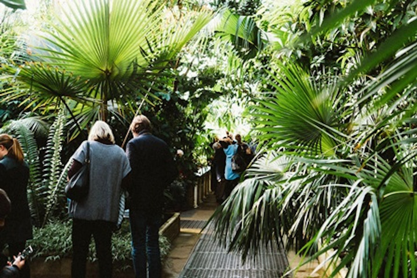 Visit to Kew Gardens and Prosecco Afternoon Tea at The Botanical for Two