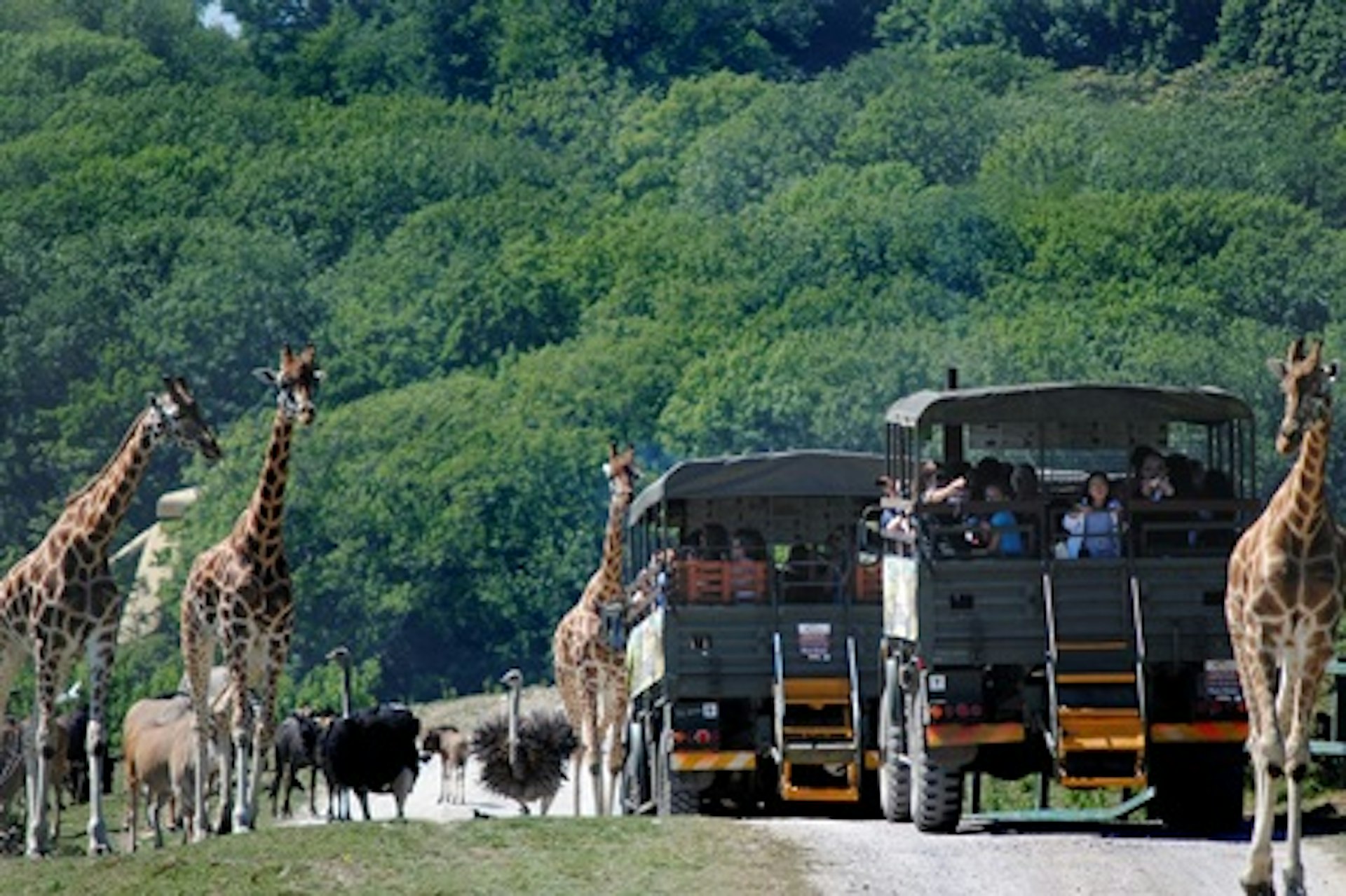 Visit to Port Lympne Reserve and Truck Safari for a Family of Four with Shared Animal Adoption