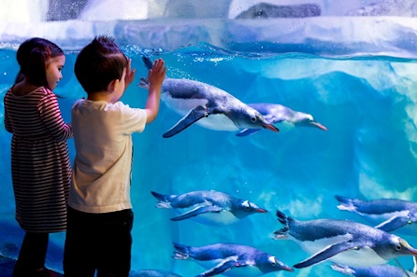 Visit to SEA LIFE London Aquarium for Two Adults and One Child 2