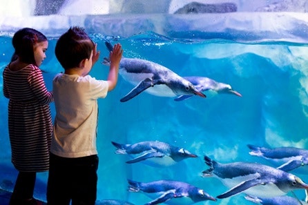 Visit to SEA LIFE London Aquarium for Two Adults and One Child 2