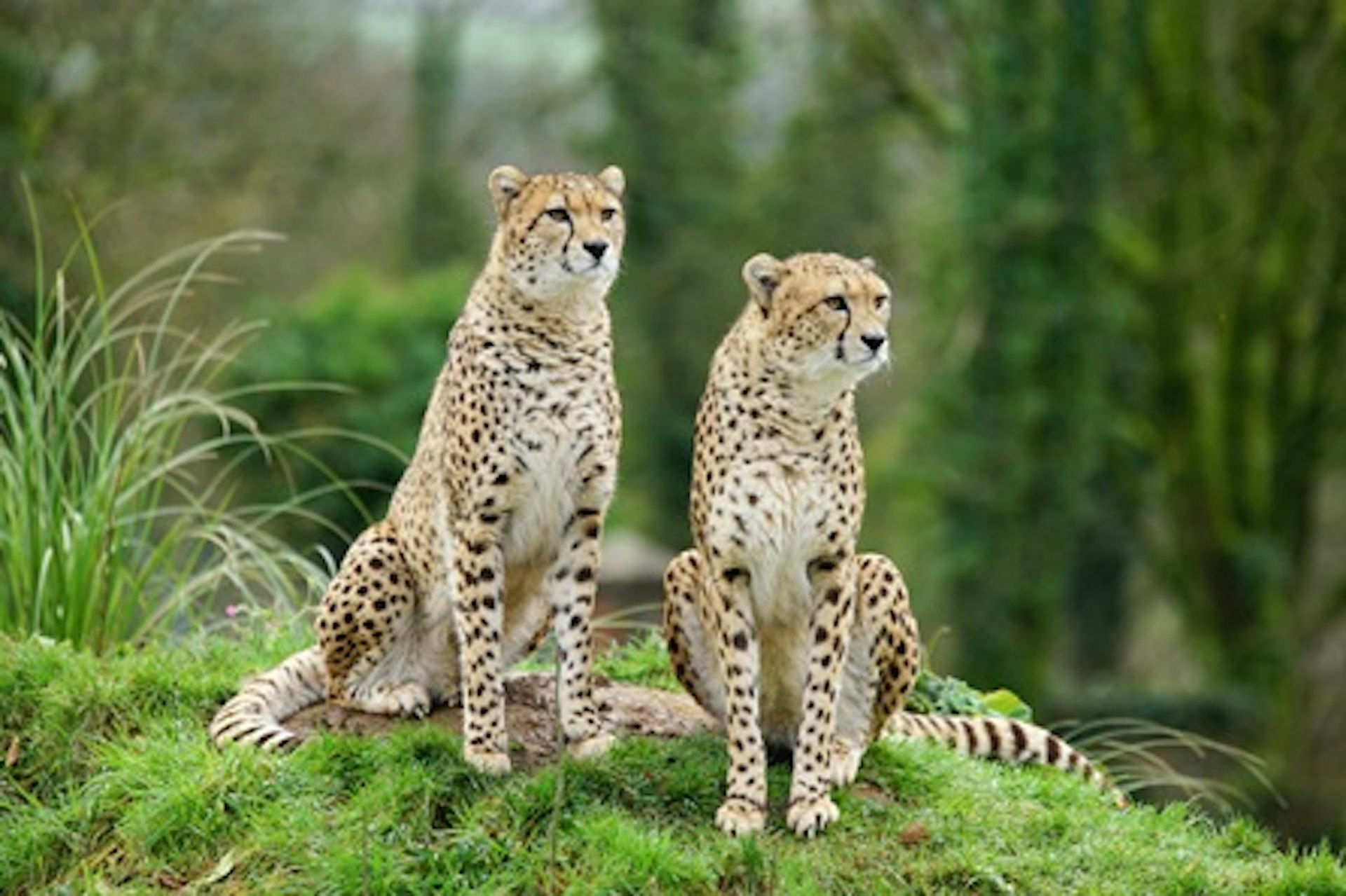 Walk on the Wild Side and Meet the Animals for Two at Dartmoor Zoo 3