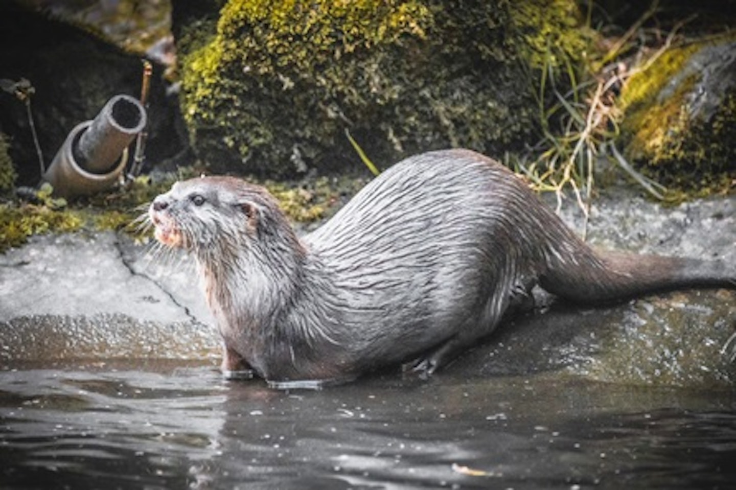 Walk on the Wild Side and Meet the Animals for Two at Dartmoor Zoo 2