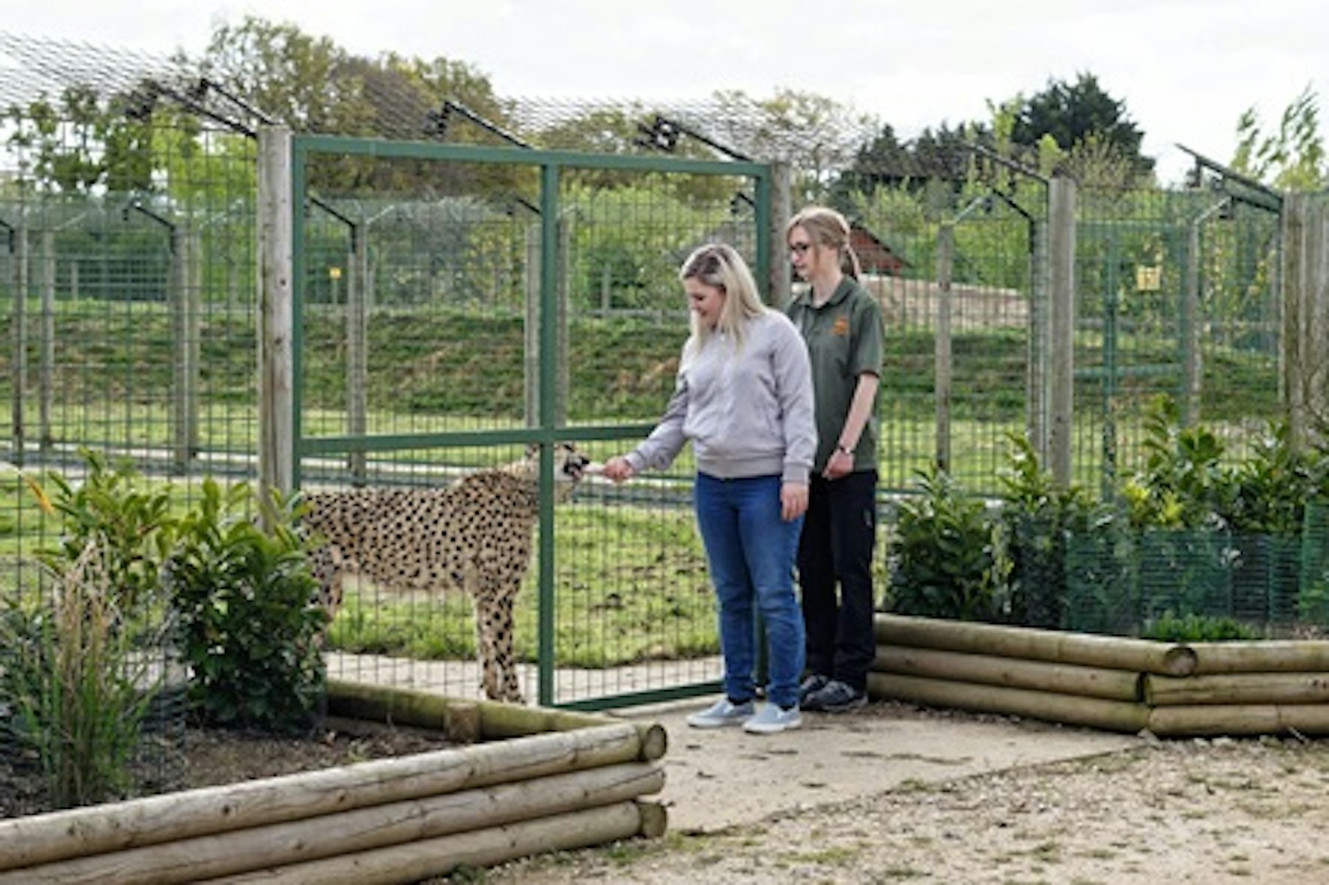 Luxury Lodge Stay with Dining and Hand Feeding Experience for Two at The Big Cat Sanctuary 1