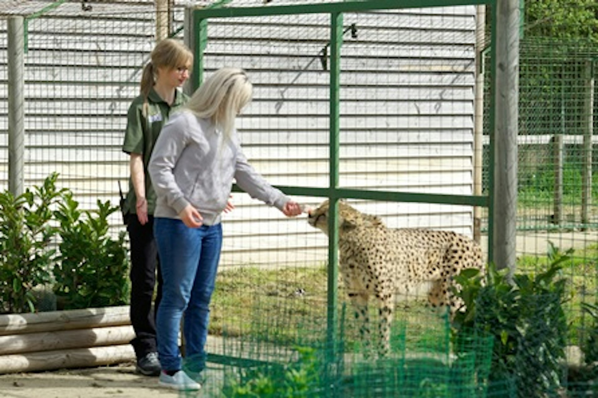 Weekend Luxury Lodge Stay with Dining and Hand Feeding Experience for Two at The Big Cat Sanctuary 4