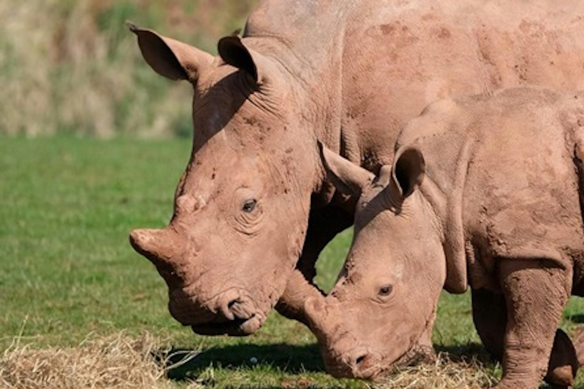 White Rhino Encounter with Day Admission to South Lakes Safari Zoo 1