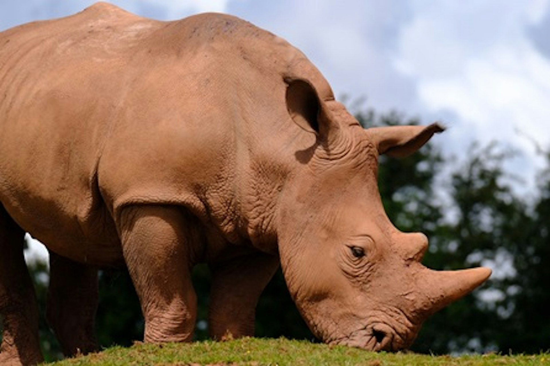 White Rhino Encounter with Day Admission to South Lakes Safari Zoo 2